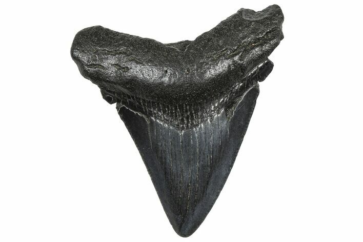 Juvenile Megalodon Tooth - South Carolina #362462
